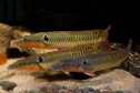 Crenicichla zebrina — 20